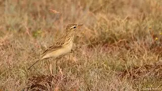 African Pipits calling