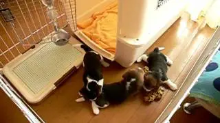 beagle pups : day 35 a day in the prison