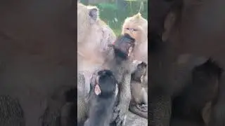 #monkey #monkeysr #babymonkey #cutemonkey #nature #colonelkkjϟ 