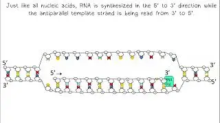 Transcription AP Biology
