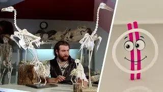 Baltazár-bazár - Csőrök (M2 Matricák)