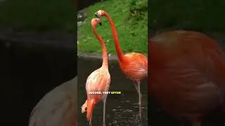Top 5 facts about flamingo #animals #facts #top10 #flamingo
