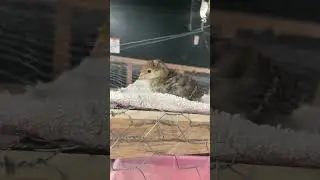 #babyturkey