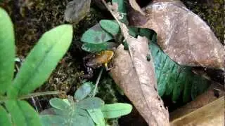 Andinobates sp. nov Supata in Colombia by Mathieu Woldhuis
