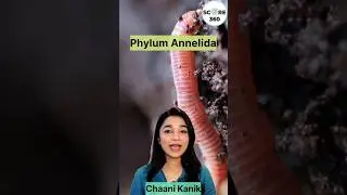 Phylum Annelida | NCERT RAPID 🔥 REVISION | Animal Kingdom class 11 | NEET 2026 #neet2026  #neet