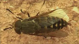 Konjski obad - Tabanus sudeticus (Zeller, 1842) polaga jajčeca