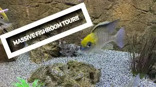 Fishroom Walk-thru 3-13-2019 | Cunningham Cichlids