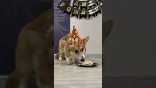 Малышу уже годик ❤️❤️❤️#corgi #corgilife #коргипемброк