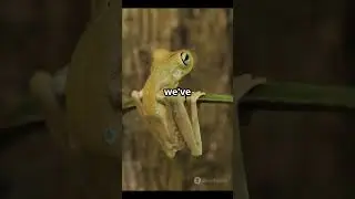 Frogs and Toads: A Ribbiting Comparison Between the US and Australia!