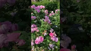 The Ancient Mariner at David Austin Roses