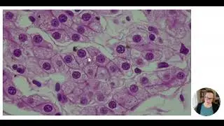 Anatomy Lab v2.0 Unit 1: Microscopy of Cells - Liver Cells