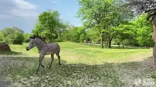 Grevy Zebra Poe's Big Boy Adventure