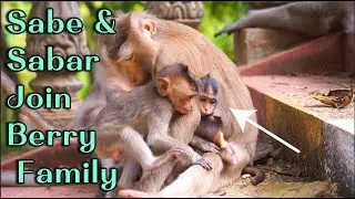 Mama Sabe & Baby Sabar Join Berry Family  Happy Monkey Family Playtime & Grooming Together