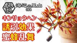 I purchased attractant plants for Japanese honeybees in preparation for their spring swarming.