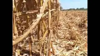 Gleaner R62 picking Kansas corn.