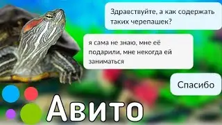 Пишу продавцам красноухих черепах с Авито! **Они вообще не разбираются** / ЧЕРИ TV