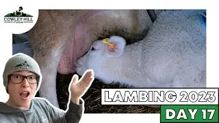 BIG TEAT PROBLEMS SOLVED! |LAMBING 2023 VLOG 17