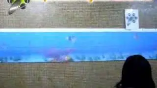 Amazing animation dolphin and small fishes using LenBB tiles