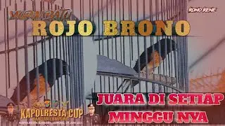 ‼️ MURAI BATU ROJO BRONO ‼️  GILA SIH INI ‼️
