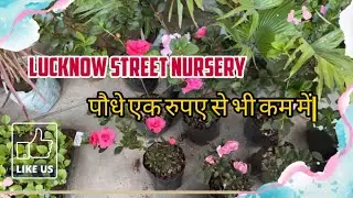 Lucknow Street Nursery #lucknowkinursery #nursery #lucknowexplorer #cheapplants #cheapestnursery