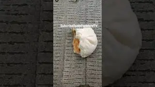 He tricked the whole ant colony.