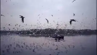 A charming views with flying birds,, absolutely Amazing 😍