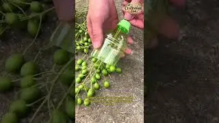 Separate the fruit and branches of the Chinese toon tree with a plastic bottle mouth