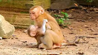 Ooh God! Monkey Angela kidnapped baby Leo run fast escape from Libby, Angela first chance kidnap