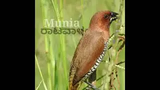Birds of Karnataka /ಕರ್ನಾಟಕದ ಪಕ್ಷಿಗಳು