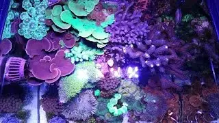[37] Miracle Mud Update on the 30 Gallon Reef Tank