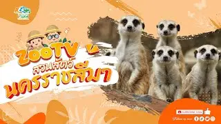 🔴 Live! เมียร์แคท Meerkat | 2-2-2026 , 12:00 | Zoo TV สวนสัตว์นครราชสีมา