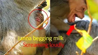 OMG! Million pity poor baby Janna, Janna cry loudly cos hungry, She begging milk