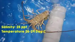 Life Support system for Lobster with RAS