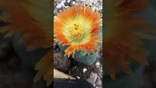 Mesmerizing Lithops Blooming: Nature&rsquo;s Living Stones! 🌸