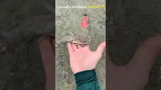 🐠💙 What I found on the beach? A catfish fighting for life!✨
