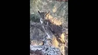 Eagle Country 2-17-26.  Gus Casts a Pellet; Great Horned Owl!