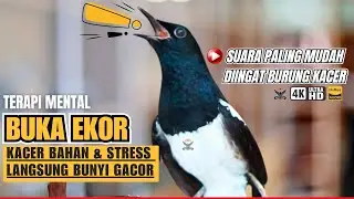 TERAPI KACER SUPER GACOR FIGHTER SUARA KASAR | PANCINGAN AMPUH KACER BAHAN AGAR CEPAT NYAUT GACOR