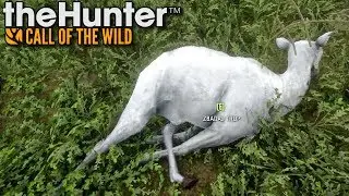 Daniel albinos! | theHunter: Call of the Wild (#4)