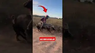 Real Life Hog Rider?! 🐖💨 #hogrider #reallife #pig #cow #donkey #brazil #brazilian #animals #shorts