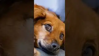 sad dog crying #shorts #youtubeshorts #trending #cute