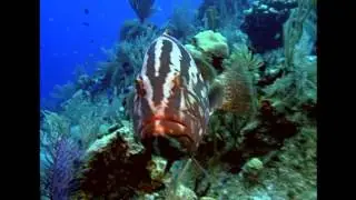 Ocean Life : Iconic Marine Creatures
