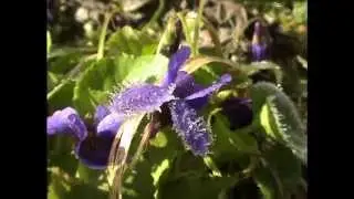viooltje