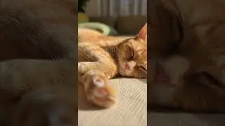 Тот самый момент, когда кошка тебе доверяет. #кошка #вирусноевидео #смешно #длятебя #смешныекошки...