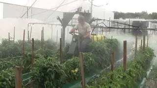 Spraying Late Blight with SP-50 Greenhouse Sprayer