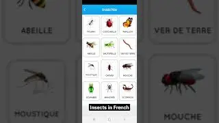 Insects (insectes) in French