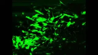 Original Video Game Level Music Loop