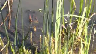BROAD BODIED CHASER DRAGONFLY 2 - LIBELULLA DEPRESSA