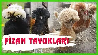 Altın Kümes - Fizan Tavukları