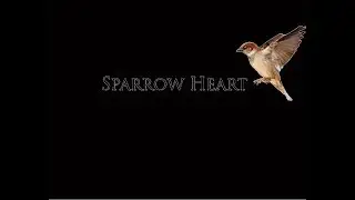 Sparrow Heart