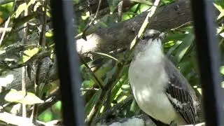 RUISE&Ntilde;OR de Puerto Rico cantando (Northern Mockingbird, Mimus polyglottos) Mimidae